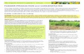 11 Fodder production and concentrates 23.3 - Biovision Fodder production... · nutritional value to dairy ... you can grow enough fodder to feed a grade cow ... lablab can be used
