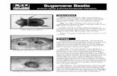 sugarcane beetle - LSU AgCenter · Larva: The larva of the sugarcane beetle is a white grub, ... damage to corn, sweet potatoes and sugarcane. The grubs feed on the roots of grasses.