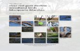 The effect of river red gum decline on woodland birds in ... · The effect of river red gum decline on woodland birds in the Macquarie Marshes Alice Blackwood, Richard Kingsford,