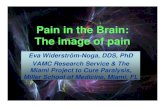 Pain in the Brain: The image of pain - U.S. Department of ... · Pain in the Brain: The image of pain Eva Widerström-Noga, DDS, PhD VAMC Research Service & The Miami Project to Cure