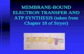 MEMBRANE-BOUND ELECTRON TRANSFER AND ATP …webspace.qmul.ac.uk/rwjanes/basic_19_16_web.pdf · Chapter 18 of Stryer) ... Oxidative phosphorylation. OXIDATIVE PHOSPHORYLATION Glucose