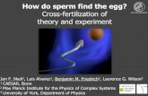 Cross-fertilization of theory and experimentasg_2015/asg_fwm1/fw1talks/... · How do sperm find the egg? Cross-fertilization of theory and experiment Jan F. Jikeli1, Luis Alvarez1,