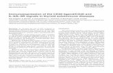 Immunoexpression of the CD30 ligand/CD30 and IL … · immunohistochemistry the expression of two Th2 ... Policlinico Universitario G. Martino Padiglione D, 98125 Messina, ... linear