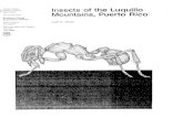 Insects of the Luquillo - Southern Research · Juan A. Torres is an associate professor, Department of Biology, University of Puerto Rico, Bayamon, PR 00959-1919. Research and data