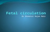 [PPT]Slide 1 AND EMBRYOLOGY... · Web viewFetal circulation Fetal circulation : Physiological and morphological aspects Post natal and transitional circulation: Changes at birth and