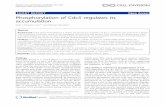 SHORT REPORT Open Access Phosphorylation of Cdc5 regulates ... · SHORT REPORT Open Access Phosphorylation of Cdc5 regulates its accumulation ... Cdc5 (in trans) and drastically reduces
