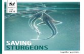 Saving STURgEOnS - d2ouvy59p0dg6k.cloudfront.netd2ouvy59p0dg6k.cloudfront.net/.../saving_sturgeons_summary_report... · Saving Sturgeons 8M sturgeon caviar is one of the most expensive
