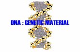 DNA : GENETIC MATERIAL - ordinary words · is in accordance to chromosomes inheritance ... Genes reside on Chromosomes and take an important role in reproduction ... Wheat 27.3 27.1