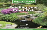 Feeding your Pond Fish - Amazon S3 · other fish, offer TetraPond Koi Sticks alongside one of Tetra’s staple foods. For ponds stocked predominately with koi, TetraPond Koi Sticks