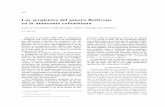 Las serpientes del género Bothrops en la amazonia …actamedicacolombiana.com/anexo/articulos/03-1989-04.pdf · dencia del accidente bothrópic o en el territorio de la comisaría