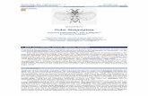 C Order Strepsiptera - /revista_62B.pdf · Ibero Diversidad Entomológica @ccesible ... General aspect of a ... Insecta Order STREPSIPTERA Manual Figure 3. General view of the different