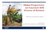 Global Programme on Fusarium Wilt Disease of Banana · “We have no bananas today ?” Fazil Dusunceli Agriculture Officer, Plant Production and Protection Division FAO Emergency