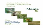 An introduction to Grasses, Sedges and Rushes 5 grasses.pdf · Great Reed-mace (Typha latifolia) Reed sweet-grass ... 3. Ferns 4 . Grasses 5 ... Flowers The Species Recovery Trust