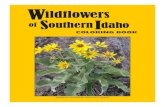 Wildflowers of SouthernIdaho copy.pdf · This plant has bright yellow flowers and short grey hairs on its stems and leaves. Eriophyllum lanatum Wildflowers of SouthernIdaho. caMaS