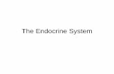 The Endocrine System - Mrs. Titus-Costello's Science …ctitus-costello.weebly.com/.../1/59117619/ch_9_-_endocrine_system.pdf · The Endocrine System •Glands and organs produce