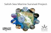 Salish Sea Marine Survival Project - NOAA Fisheries … · 0 0.5 1 1.5 2 1982 1985 1988 1991 1994 1997 2000 2003 Year to Sea) Strait of Georgia Puget Sound CHINOOK Beamish 2011. Marine