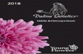 Dahlia & Osteospermum - Young .DALINA® Dahlia Dahlia mini Dahlia midi Dahlia maxi DALINA® Osteospermum.