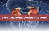 The Adrenal Health Guide · My prayer is that this guide will help you adapt stronger and live ... 25 Lifestyle Strategies to Heal Adrenal Fatigue ... which is a part of our nervous