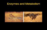 Enzymes and Metabolism - Phoenix College 181... · Enzymes: What Are They? • Enzymes are catalysts, molecules that lower the activation energy barrier required for a reaction to