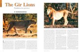 The Gir Lions - Sanctuary Asia - The Voice of Wild Ind Dharamkumarsinhji.pdf · 330 Sanctuary Asia, Oct/Dec 1982 Sanctuary Asia, Oct/Dec 1982 331 them, lions often come into conflict