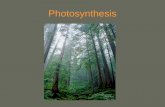 Photosynthesis - Phoenix College 181... · Photosynthesis: What is it? • Photosynthesis is the production of organic molecules utilizing light energy • Photoautotroph organisms