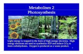 Metabolism 2 Photosynthesis - Nicholls State University · Metabolism 2 Photosynthesis Light energy is trapped in the form of high energy electrons. High energy electrons are used