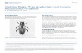 Gladiolus Thrips, Thrips simplex (Morison) (Insecta ...edis.ifas.ufl.edu/pdffiles/IN/  · Gladiolus