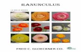 rANUNCULUS - Fred Gloeckner · Ranunculus has lived up to its claims and continues to be the most sought after 100% FULLY DOUBLE ... Plant corms with the pointed “fingers” down