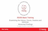 ISUOG Basic Training Examining the Uterus, Cervix… · ISUOG Basic Training Examining the Uterus, Cervix, Ovaries and ... measurements to describe ultrasound images ... an ovary