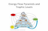 Energy Flow Pyramids and Trophic Levels - …connect.issaquah.wednet.edu/cfs-file/__key/telligent-evolution... · other trophic levels. •As a rule each trophic level receives only