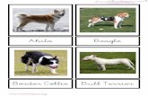 Akita Beagle - mimontessori.files.wordpress.com · Border Collie Bull Terrier .  Bulldog Chihuahua Chow chow Cocker Spaniel .  Dálmata Doberman Galgo ...