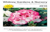 Whitney Gardens & Nursery PRESORTED STD Whitney .The Whitney Gardens & Nursery including all the