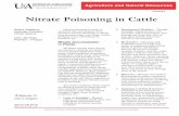 FSA3024, Nitrate Poisoning in Cattle - uaex.edu · fromthe lungs to the tissues. ... Nitrate poisoning in cattle is caused by the consumption of an excessive amount of nitrate or