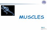 MUSCLES - UniBG · Fibers are multinucleated cells with peripheral nuclei: multiple ... Skeletal Muscle Voluntary muscles are ... and as a result, contracting pennate muscles do ...