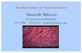 Smooth Muscle - The Medical University of South …people.musc.edu/~woodward/grad SmoothMuscle .pdf · • Cells much smaller than skeletal muscle ! ... – Between most smooth Muscle