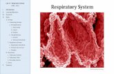 Lab 13 – Respiratory System Respiratory System · The respiratory system consists of two functional divisions with distinct structural elements that reflect their unique rolesin