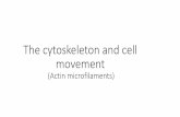 The cytoskeleton and cell movement (Actin microfilaments)doctor2016.jumedicine.com/wp-content/uploads/sites/6/2018/01/The... · structure around each cell in which an underlying contractile