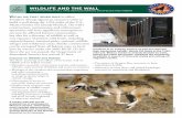 WILDLIFE AND THE WALL - Defenders of Wildlife · WILDLIFE AND THE WALL ... wolf species in the world—in U.S. borderlands and 35 in Mexico, ... 1130 17th Street, N.W. | Washington,