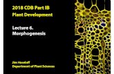 2018 CDB Part IB · 2018 CDB Part IB Plant Development Jim Haselo ﬀ Department of Plant Sciences Lecture 6. Morphogenesis Plant Development Lecture 1: Plant architecture and embryogenesis.