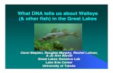 What DNA tells us about Walleye (& other fish) in … · 2008-03-17 · What DNA tells us about Walleye (& other fish) in the Great Lakes Carol Stepien, ... yellow perch. Types of