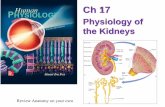 Physiology of the Kidneys - Las Positas Collegelpc1.clpccd.cc.ca.us/LPC/Zingg/Physio1/FS16 lects/Ch17... · 2016-11-15 · • List and describe the 4 major functions of the kidneys.