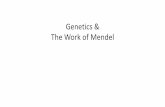 Genetics & The Work of Mendel - Main Home · of Mendelian Genetics. The student is expected to: ... • Cross pollination • Hybrid • Monohybrid • Dihybrid • Gene ... Complete