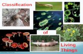 of Living Things · classified. In response to the ... He first divided all organisms into large groups that he ... These are very “ancient” organisms. Very primitive.