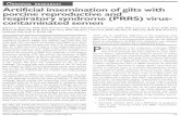 ORIGINAL Artificial insemination of gilts with porcine ... · ORIGINAL RESEARCH Artificial insemination of gilts with porcine reproductive and respiratory syndrome (PRRS) virus-contaminateCi