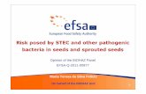 Risk posed by STEC and other pathogenic bacteria in seeds ... · Risk posed by STEC and other pathogenic bacteria in seeds and sprouted ... • EFSA scientific report with a comprehensive