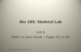 Bio 105: Skeletal Lab - Napa Valley College Pages 6 Skeletal... · Skeletal Lab •You will be tested on all the bones in the “bones to know” slides •You may also want to refer