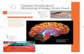 6 cellular respiration: obtaining energy from food · 92 6 cellular respiraTion: obTaining energy from food Energy Flow and Chemical Cycling in the Biosphere All life requires energy.