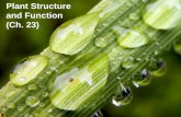 Plant Structure and Function (Ch. 23) - fa … · Vascular tissue in stems dicot trees & shrubs monocot grasses & lilies collect annual rings. ... A. only leaves have phloem and only