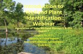 Introduction to Wetland Plant Identification Webinar · Introduction to Wetland Plant Identification ... Selected Monocot and Dicot Families . ... roots, stems, leaves, ...