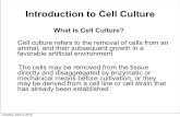Introduction to Cell Culture - LUpriede.bf.lu.lv/grozs/Mikrobiologijas/Bioanalitika/Ziditaju shunu... · Introduction to Cell Culture What is Cell Culture? Cell culture refers to